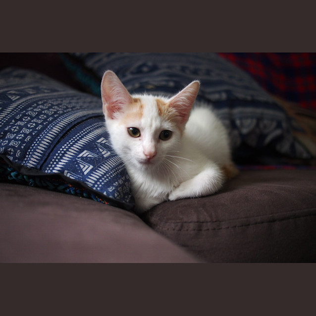 Photo of Blaze
