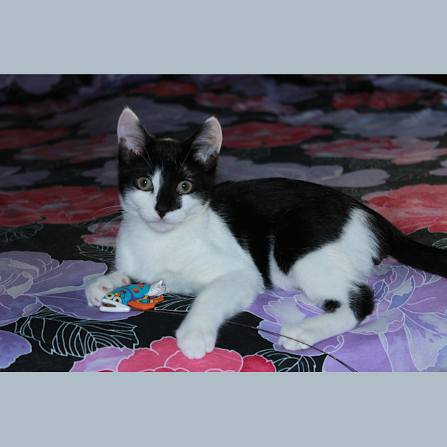 Photo of Peekaboo *Adoption Day 23/03/13*