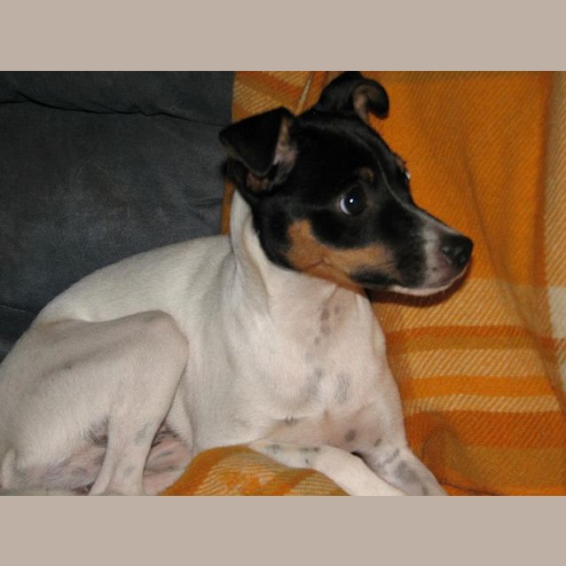 Photo of Scamp