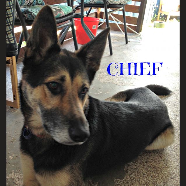 Photo of Chief (Adopted ~9/2013)