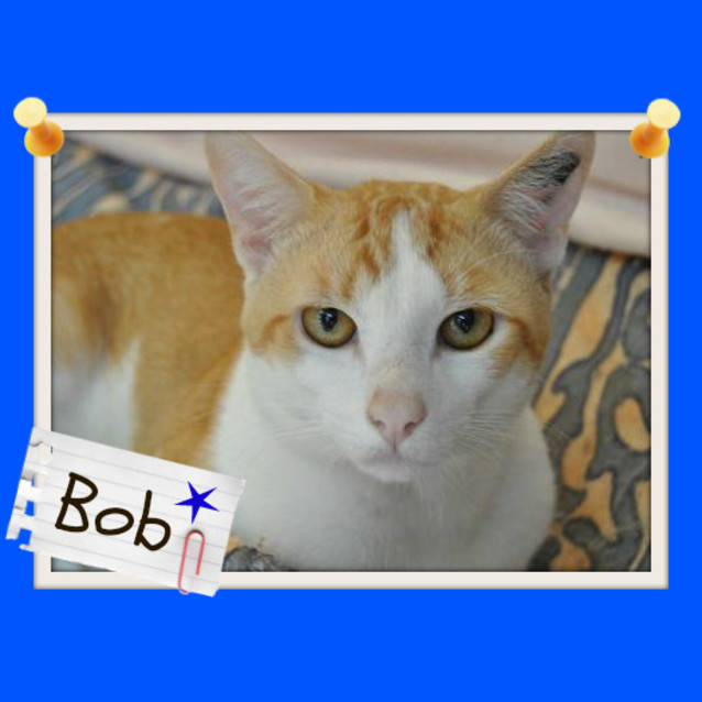 Photo of Bob