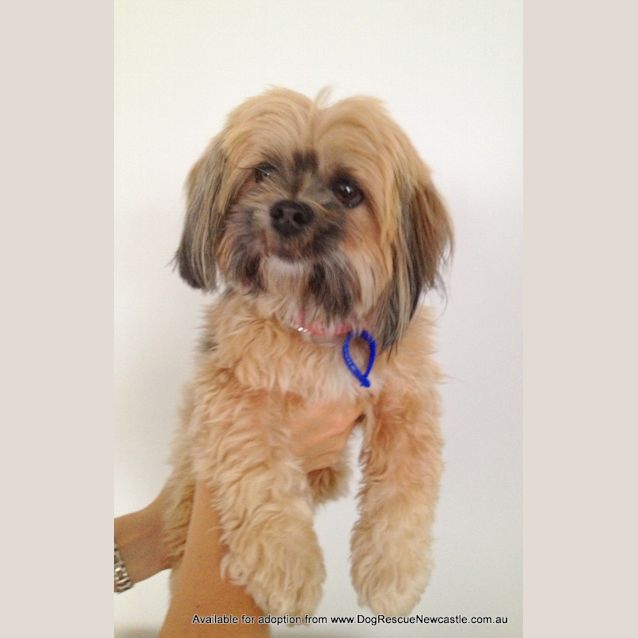 Photo of Ruby (On Trial In New Home Starting 23/03/13)