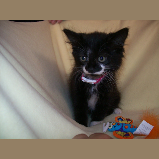 Photo of Trinity  **Adoption Day Sun 14/04/13**