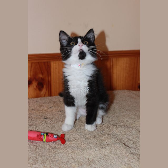 Photo of Princess *Adoption Day 17/3/2013*