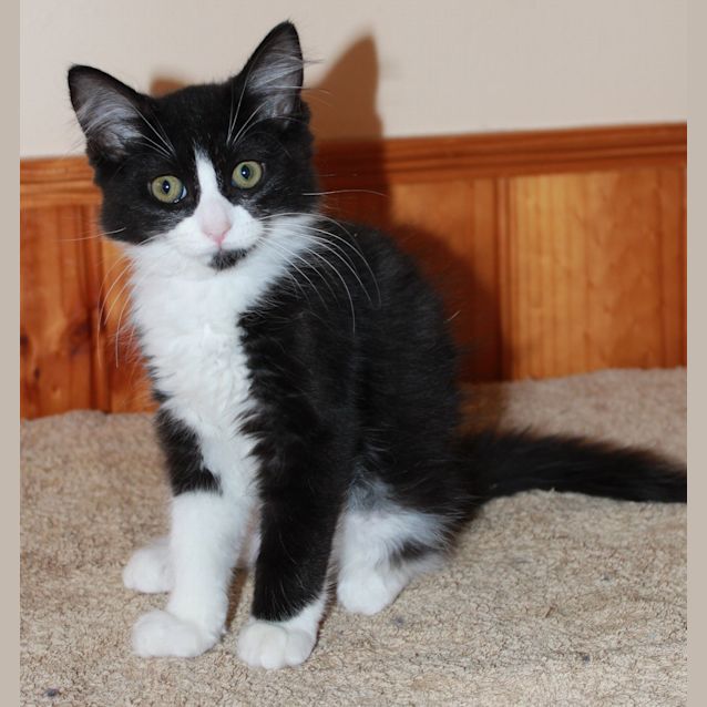 Photo of Princess *Adoption Day 17/3/2013*