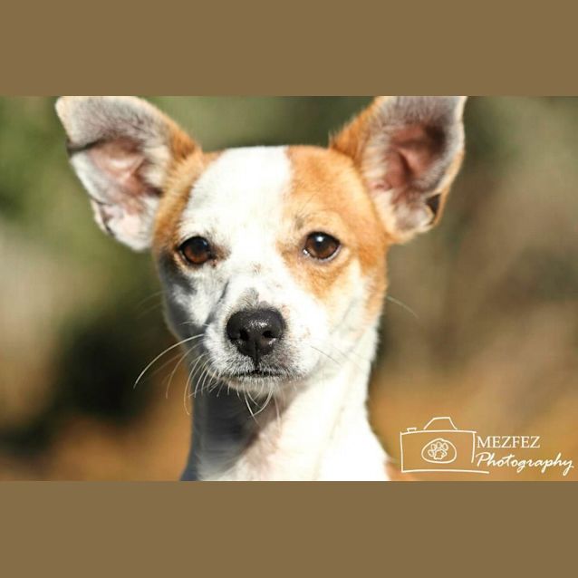 Photo of Vinnie.... Tiny Tiny Terrier ....