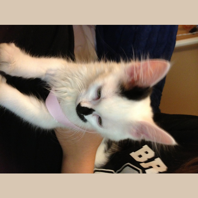 Photo of Smudge