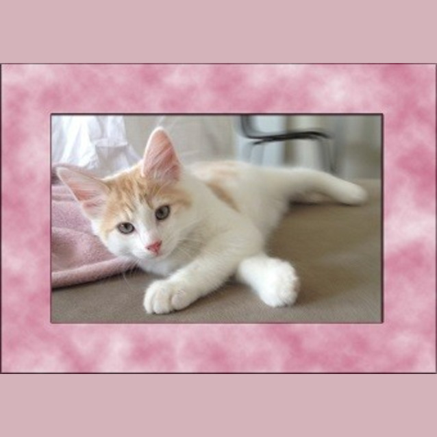 Photo of Bentley *Adoption Day 17/03/2013*