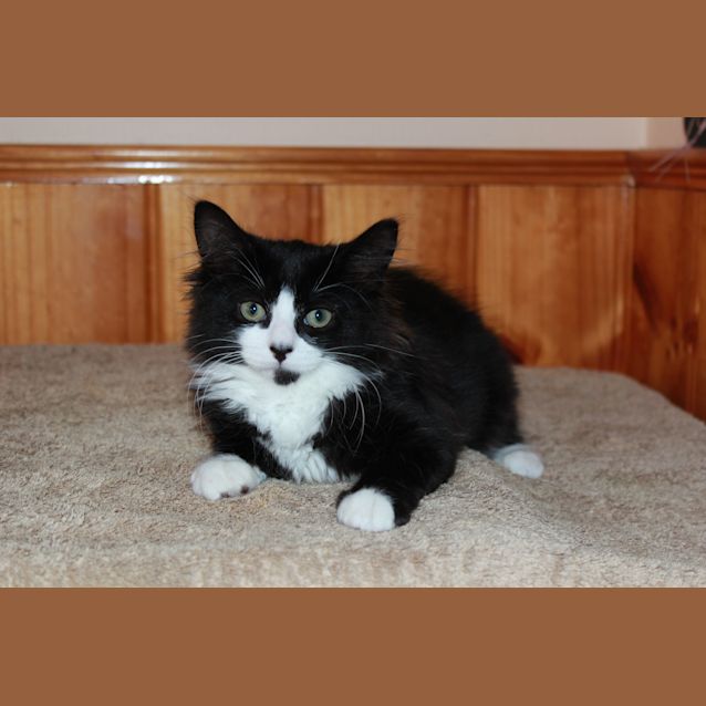 Photo of Smudge *Adoption Day 17/3/2013*