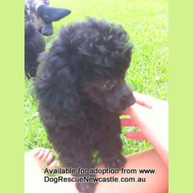 Photo of Coco (On Trial 21/3/13)