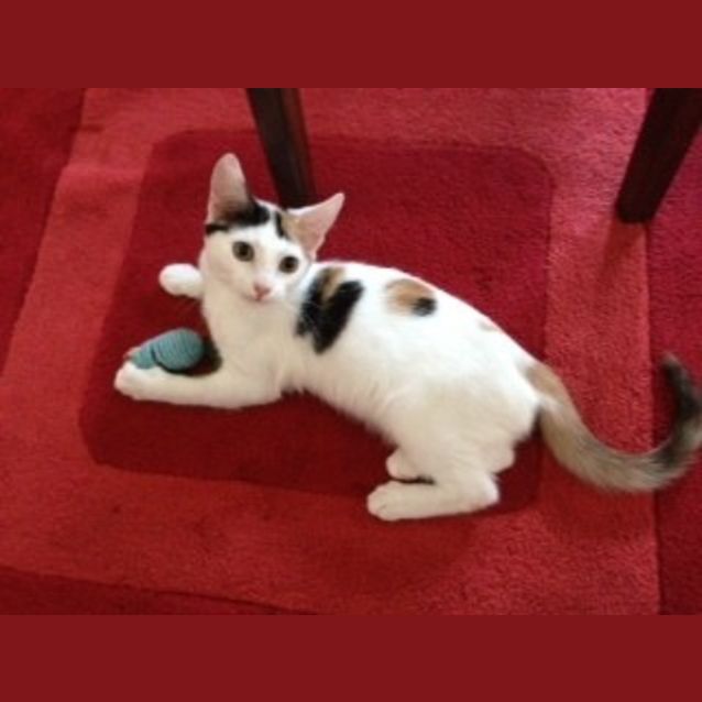 Photo of Domino