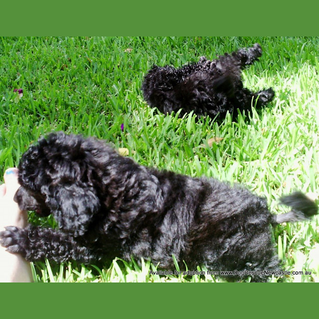 Photo of Lola (On Trial 17/3/13)