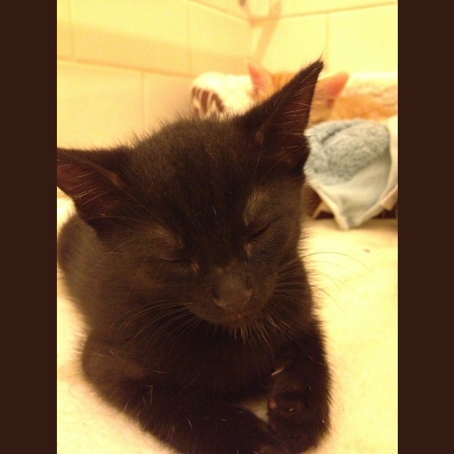 Photo of Amber