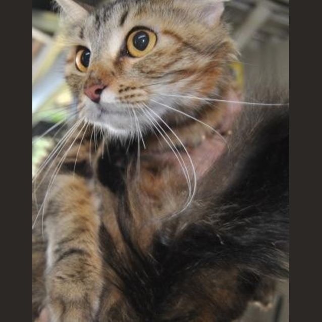 Photo of Ruby