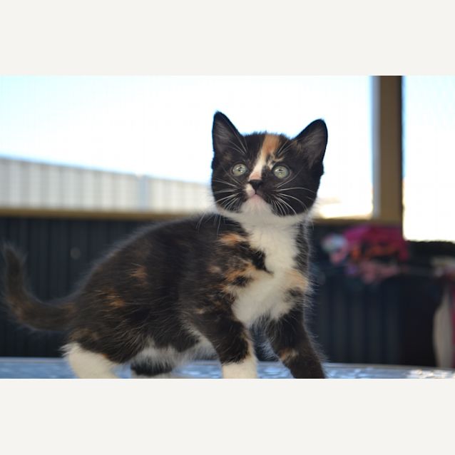 Photo of Belle