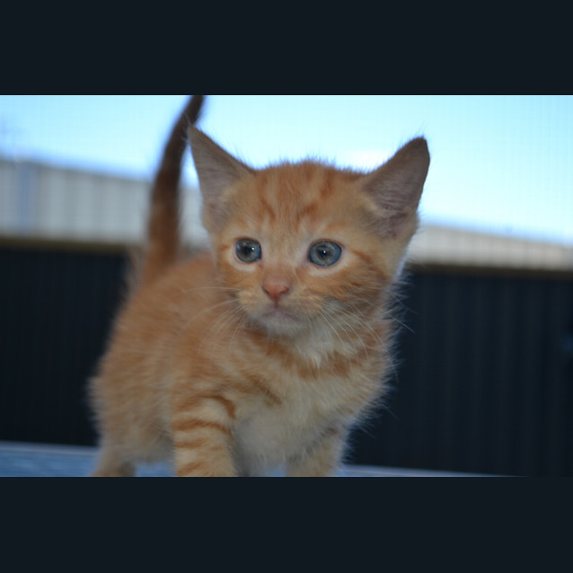 Photo of Chester