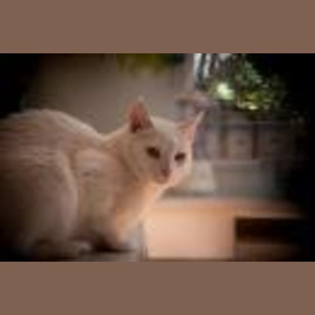 Photo of Casper
