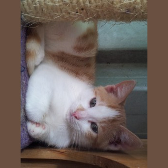 Photo of Keith (Kitten)
