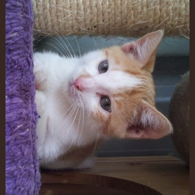 Photo of Keith (Kitten)