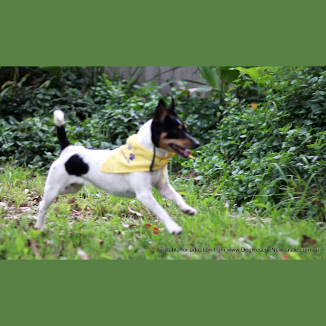 Photo of Lilly (On Trial 14/4/13)