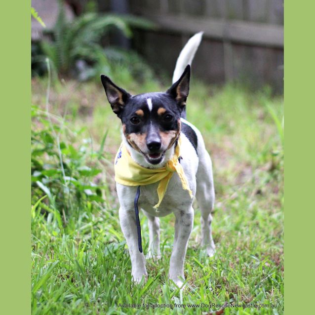 Photo of Lilly (On Trial 14/4/13)