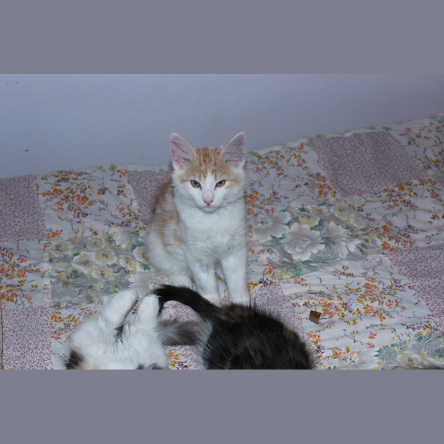 Photo of Bentley *Adoption Day 17/03/2013*