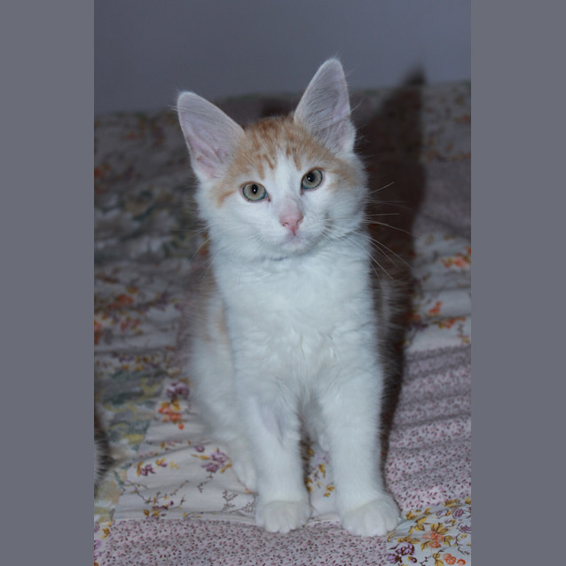 Photo of Bentley *Adoption Day 17/03/2013*