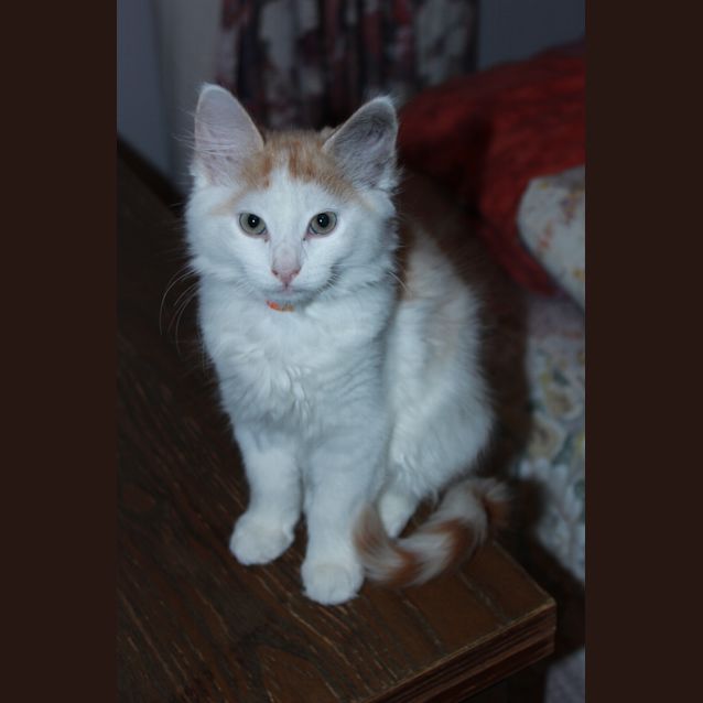 Photo of Cuddles *Adoption Day 17/03/2013*