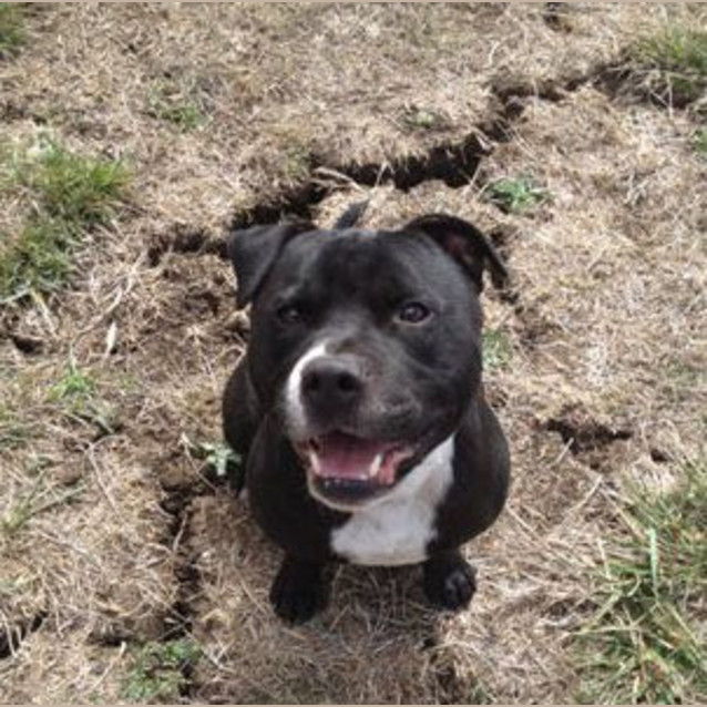 Photo of Diesel