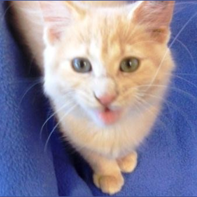 Photo of Webster