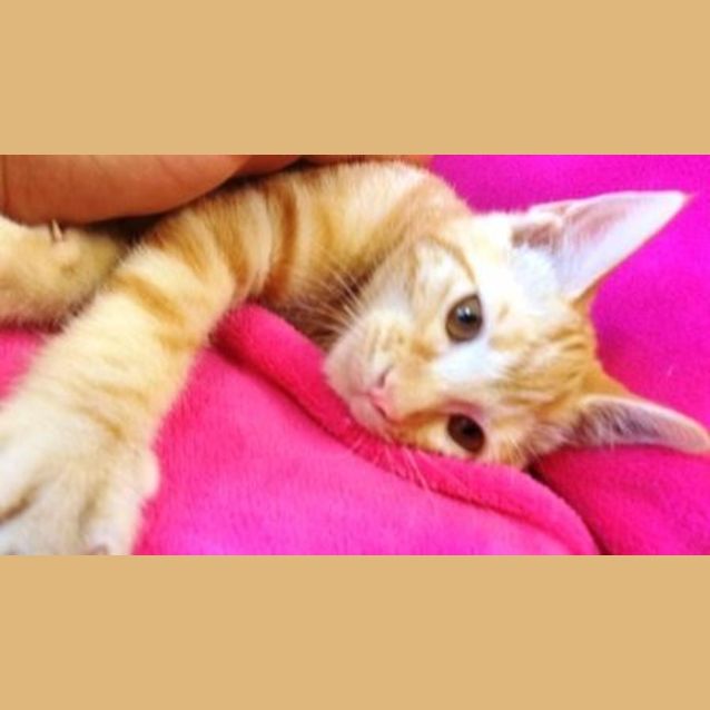 Photo of Buddy