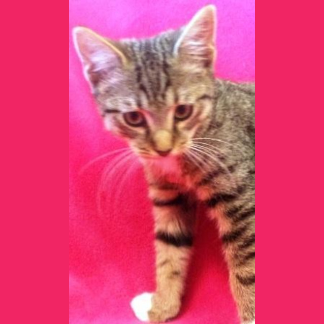 Photo of Pumpkin