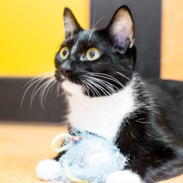 Photo of Pippy