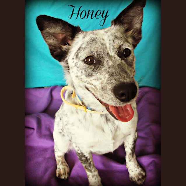 Photo of Honey