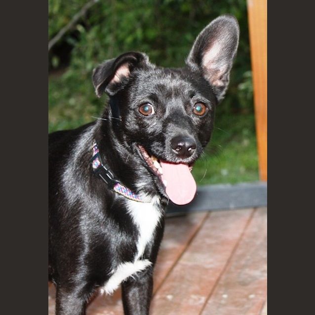 Photo of Mojo