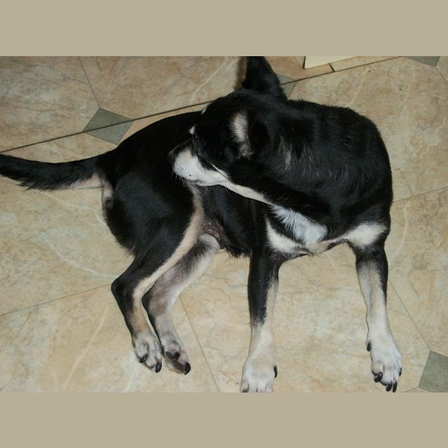 Photo of Maggie(on Trial 3/5/13)