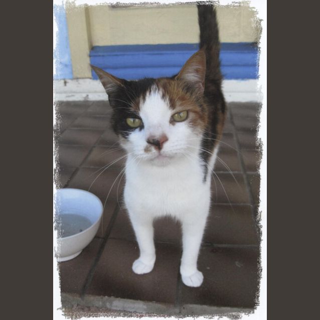 Photo of Rosie Cat
