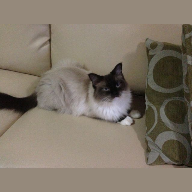 Photo of Willow