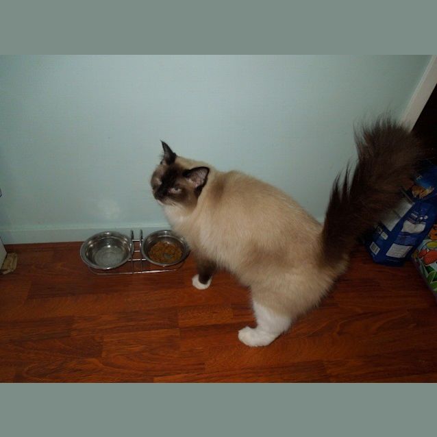 Photo of Willow