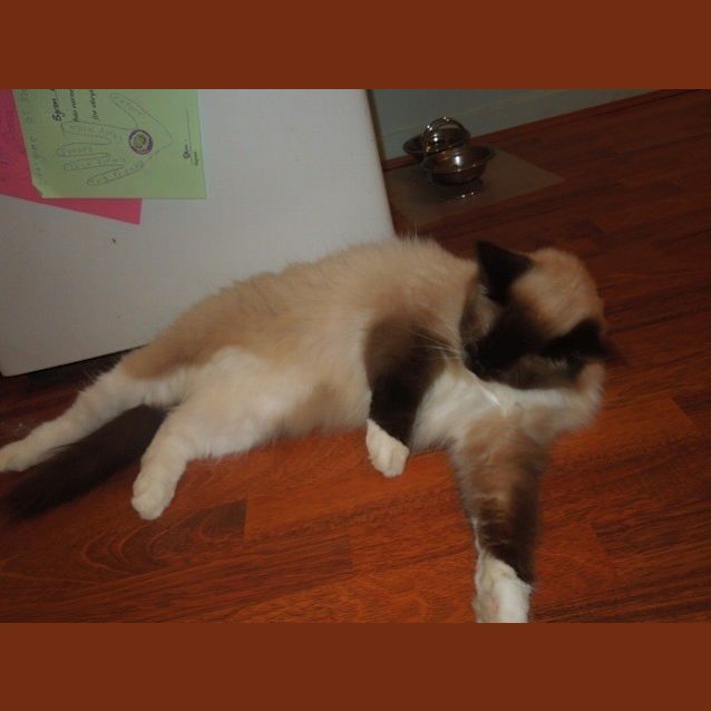 Photo of Willow
