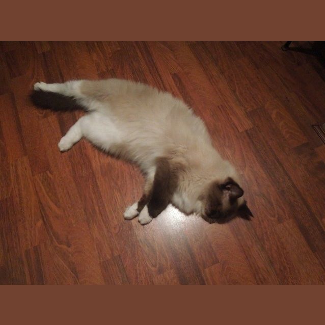 Photo of Willow