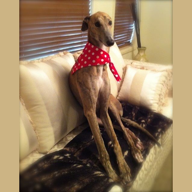 Photo of Spike