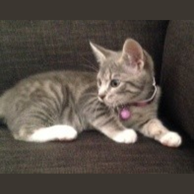 Photo of Poppy