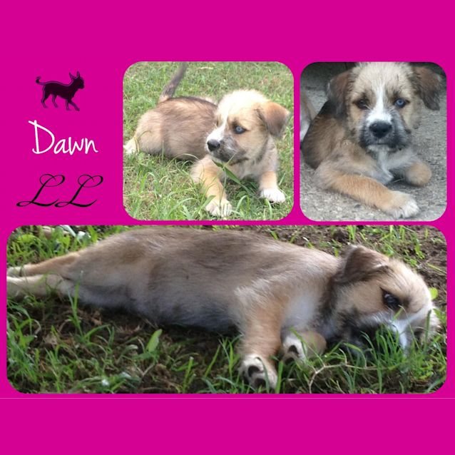 Photo of Dawn