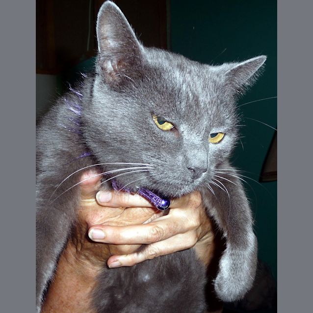 Photo of Asha