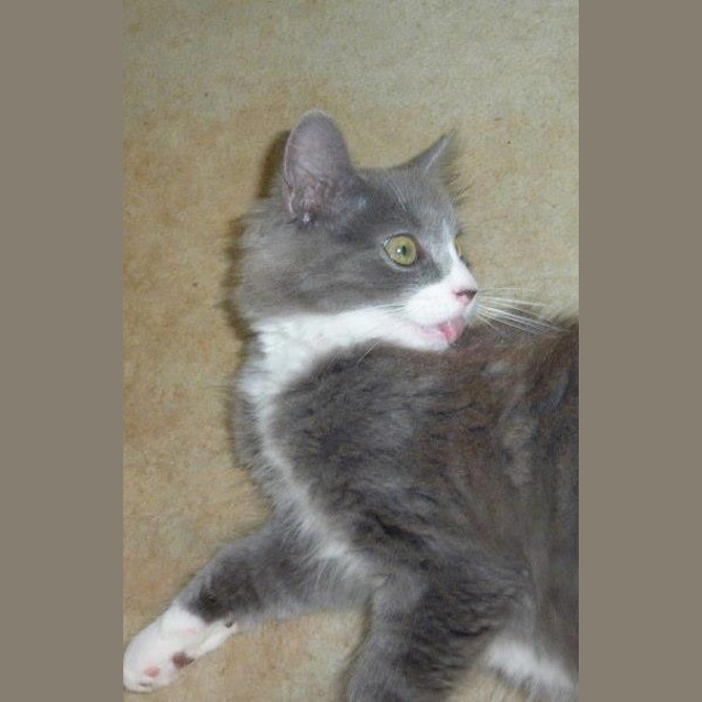 Photo of Burlington Bertie