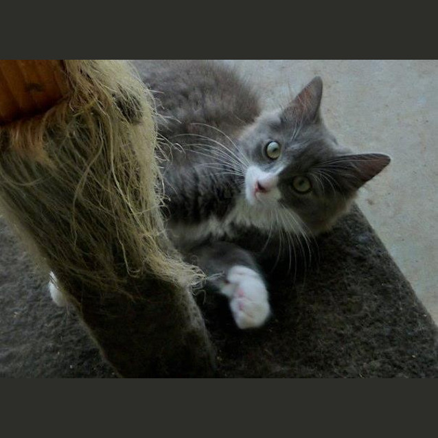 Photo of Burlington Bertie