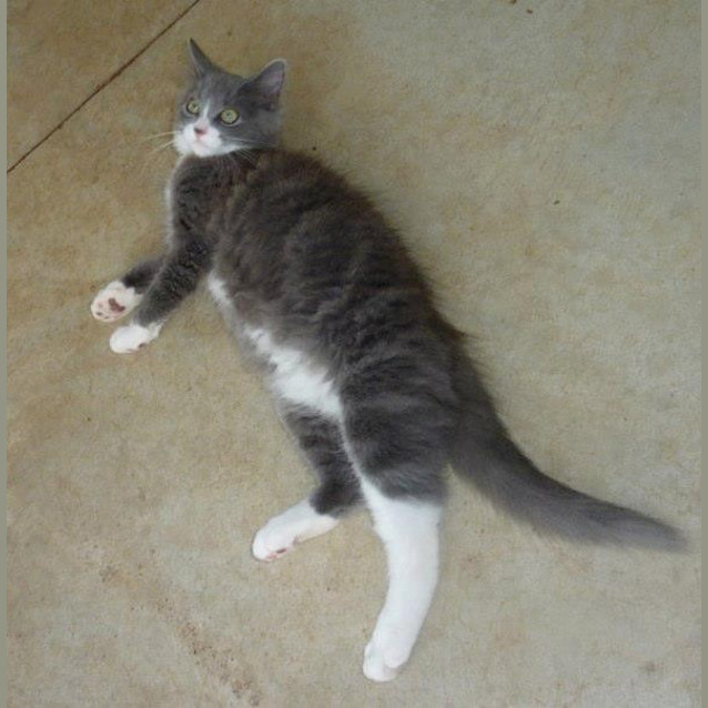 Photo of Burlington Bertie