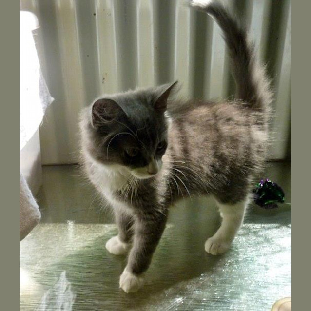 Photo of Burlington Bertie