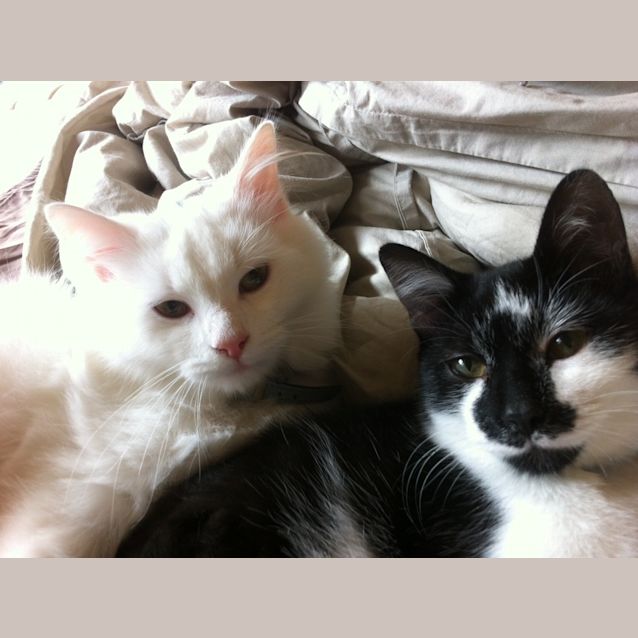 Photo of Biggles And Braveheart